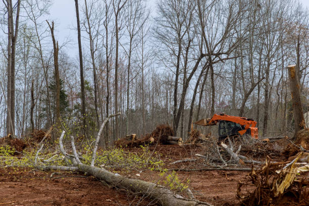 Best Firewood Processing and Delivery  in Vista Santa Rosa, CA