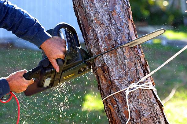 How Our Tree Care Process Works  in  Vista Santa Rosa, CA